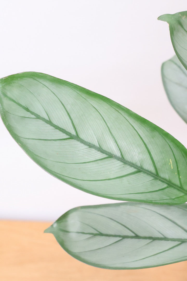 【クテナンテ グレースター】グリーングレーの葉が美しい！繊細な葉脈の葉もとても素晴らしい品種です！