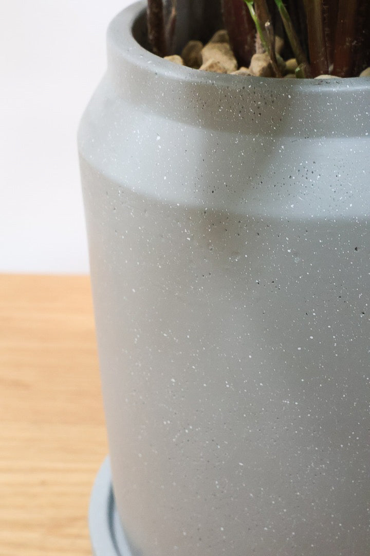 【クテナンテ グレースター】グリーングレーの葉が美しい！繊細な葉脈の葉もとても素晴らしい品種です！