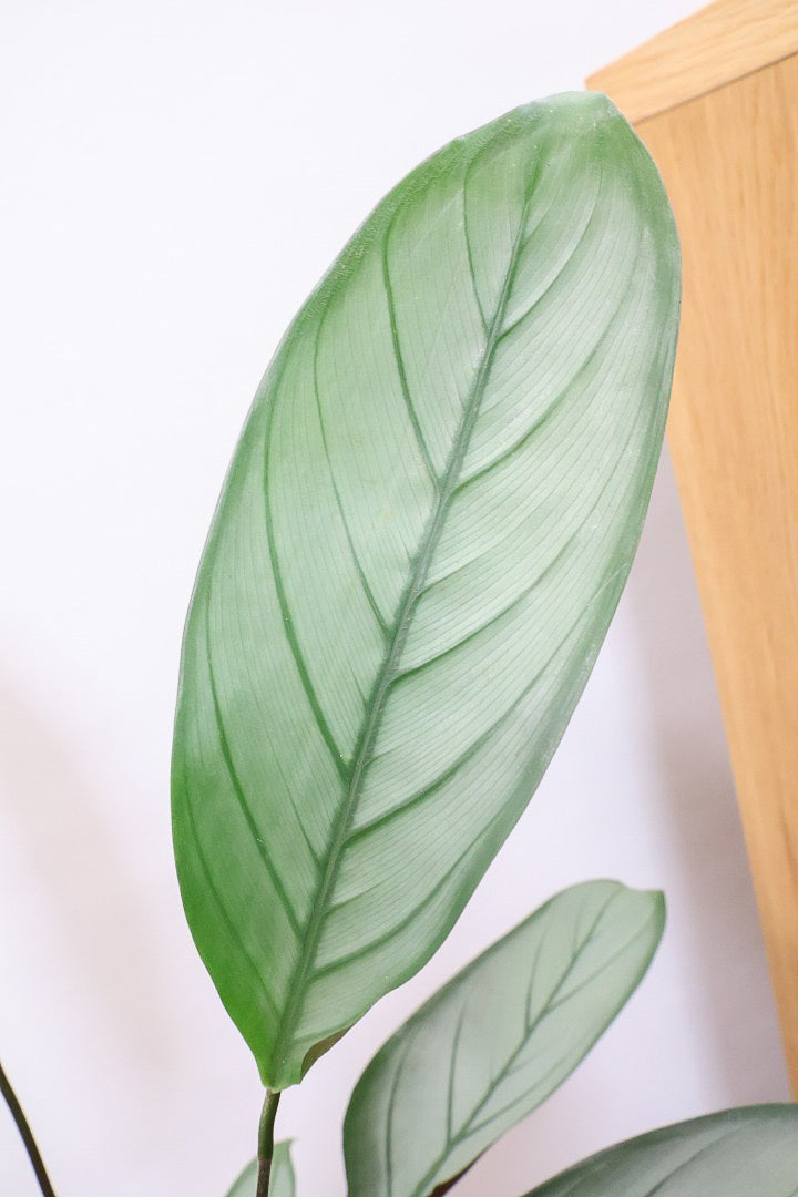 【クテナンテ グレースター】グリーングレーの葉が美しい！繊細な葉脈の葉もとても素晴らしい品種です！