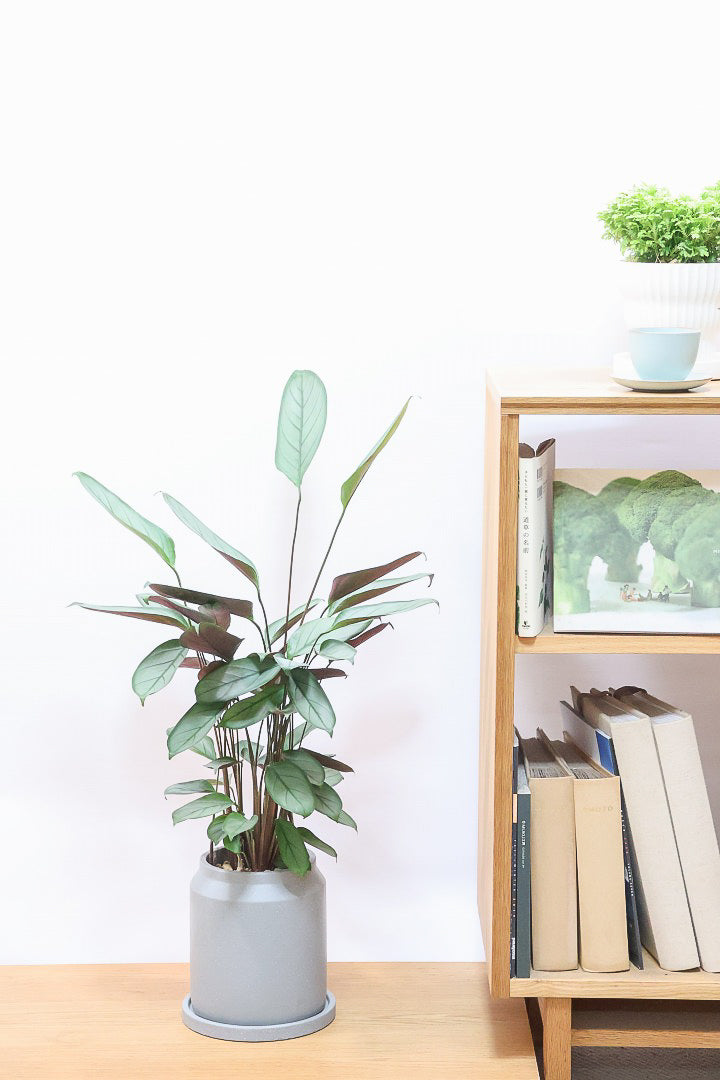 【クテナンテ グレースター】グリーングレーの葉が美しい！繊細な葉脈の葉もとても素晴らしい品種です！