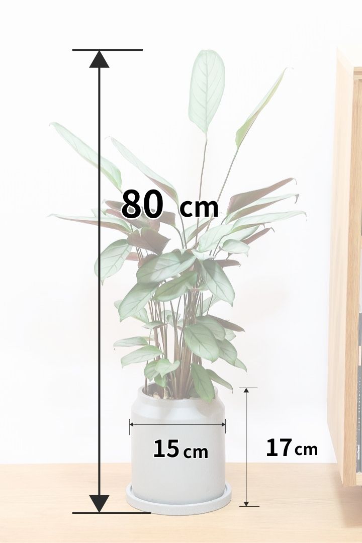 【クテナンテ グレースター】グリーングレーの葉が美しい！繊細な葉脈の葉もとても素晴らしい品種です！