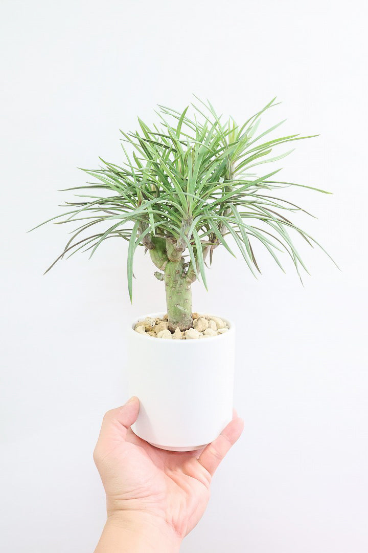 【モンキーツリー】かわいいミニサイズ！幸せが訪れる言い伝えがあります♪茨城県のモンキーツリーの生産者さんの選りすぐりの個体です！