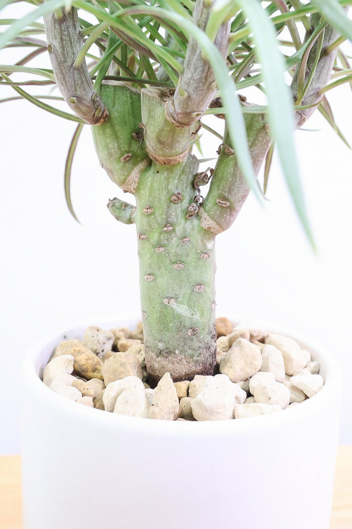 【モンキーツリー】かわいいミニサイズ！幸せが訪れる言い伝えがあります♪茨城県のモンキーツリーの生産者さんの選りすぐりの個体です！