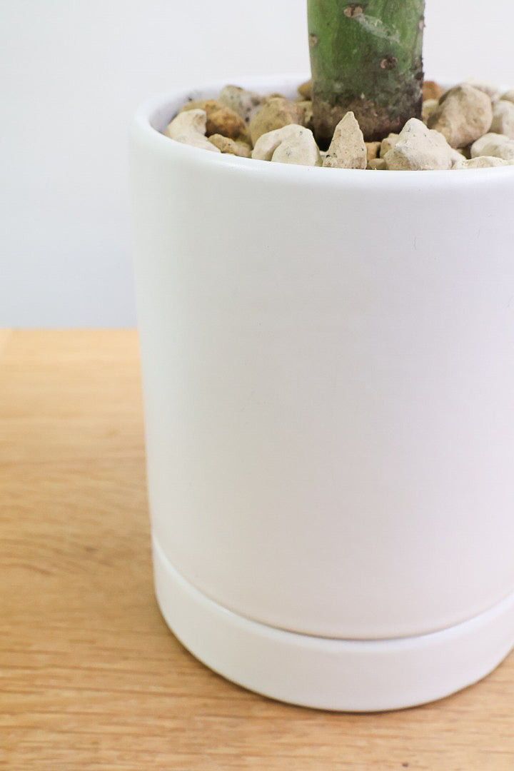 【モンキーツリー】かわいいミニサイズ！幸せが訪れる言い伝えがあります♪茨城県のモンキーツリーの生産者さんの選りすぐりの個体です！