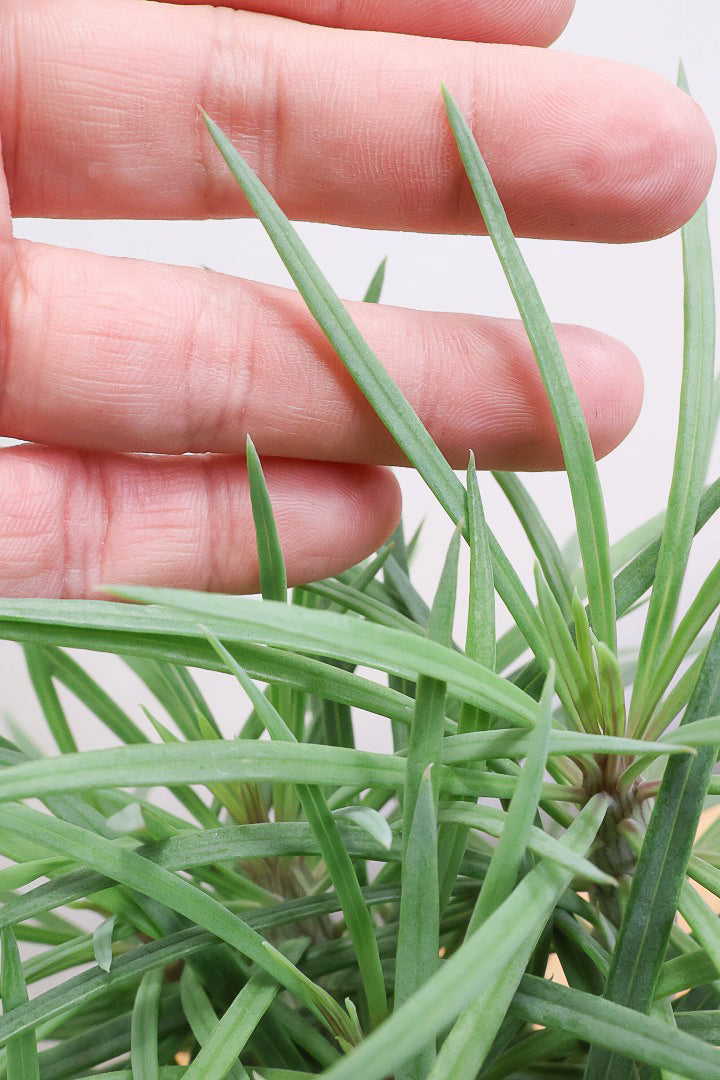 【モンキーツリー】かわいいミニサイズ！幸せが訪れる言い伝えがあります♪茨城県のモンキーツリーの生産者さんの選りすぐりの個体です！