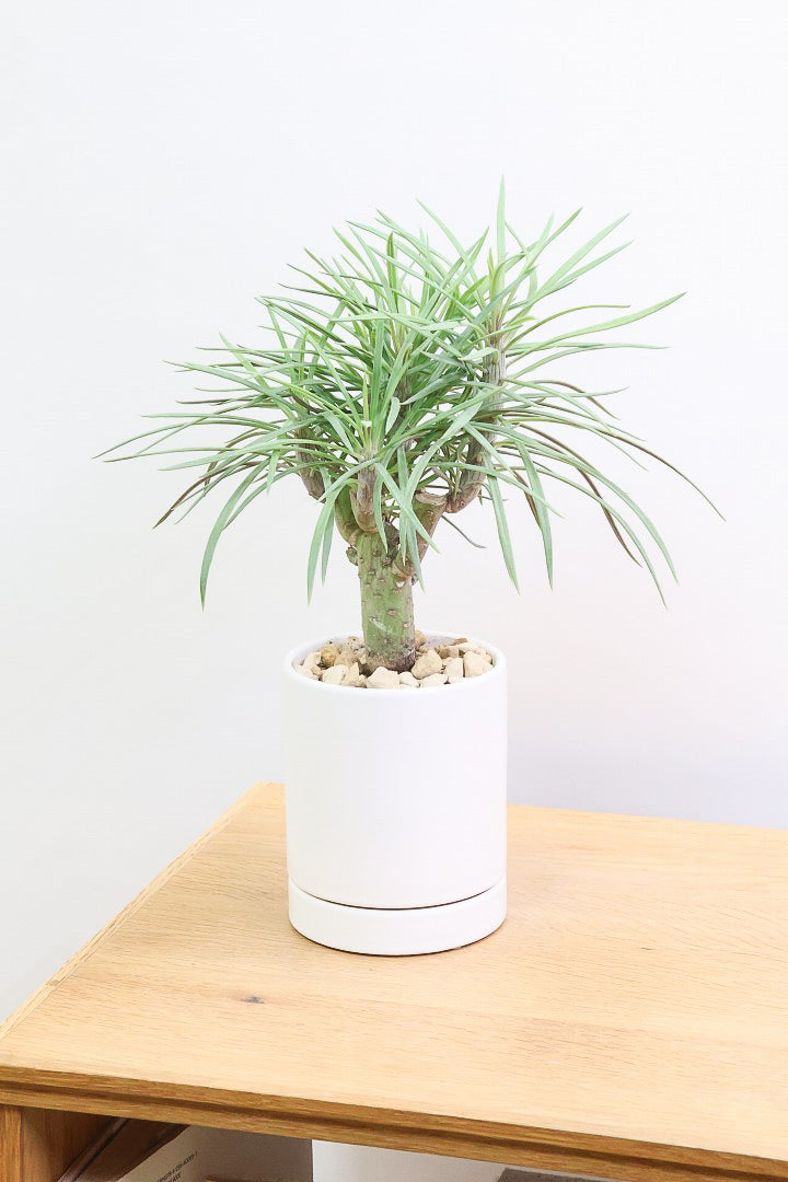 【モンキーツリー】かわいいミニサイズ！幸せが訪れる言い伝えがあります♪茨城県のモンキーツリーの生産者さんの選りすぐりの個体です！