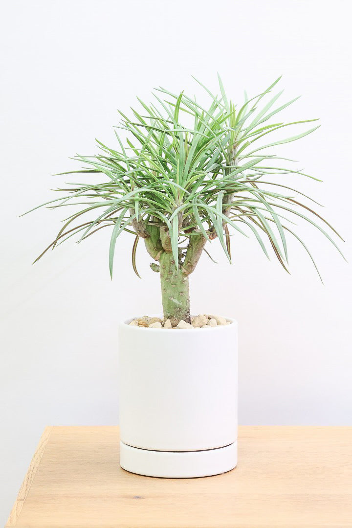 【モンキーツリー】かわいいミニサイズ！幸せが訪れる言い伝えがあります♪茨城県のモンキーツリーの生産者さんの選りすぐりの個体です！