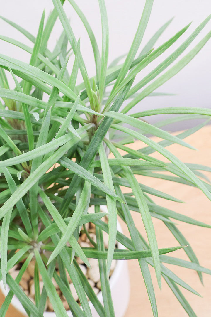 【モンキーツリー】かわいいミニサイズ！幸せが訪れる言い伝えがあります♪茨城県のモンキーツリーの生産者さんの選りすぐりの個体です！