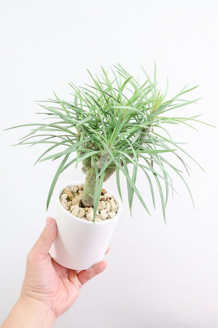 【モンキーツリー】かわいいミニサイズ！幸せが訪れる言い伝えがあります♪茨城県のモンキーツリーの生産者さんの選りすぐりの個体です！