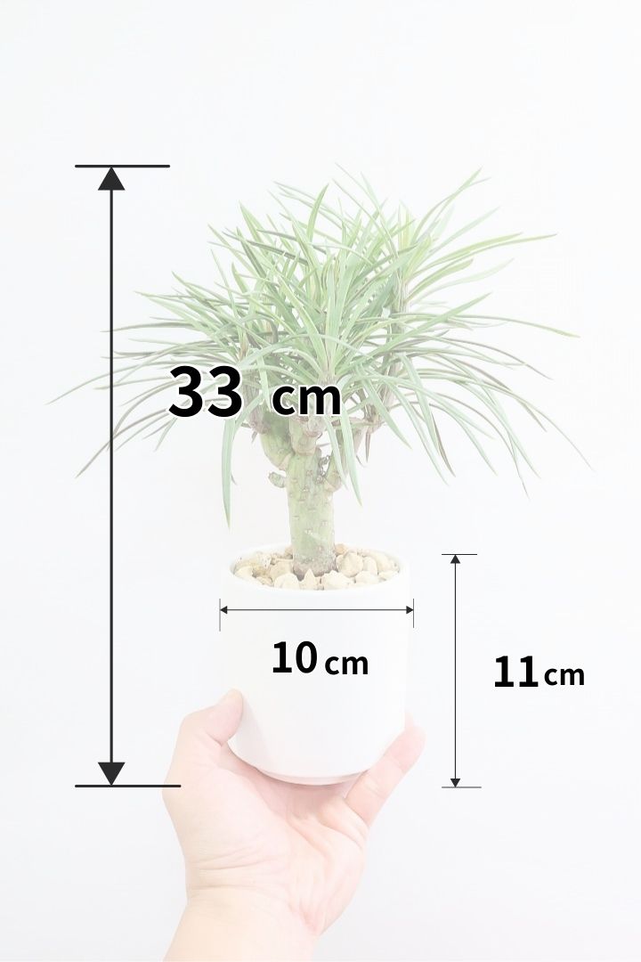 【モンキーツリー】かわいいミニサイズ！幸せが訪れる言い伝えがあります♪茨城県のモンキーツリーの生産者さんの選りすぐりの個体です！