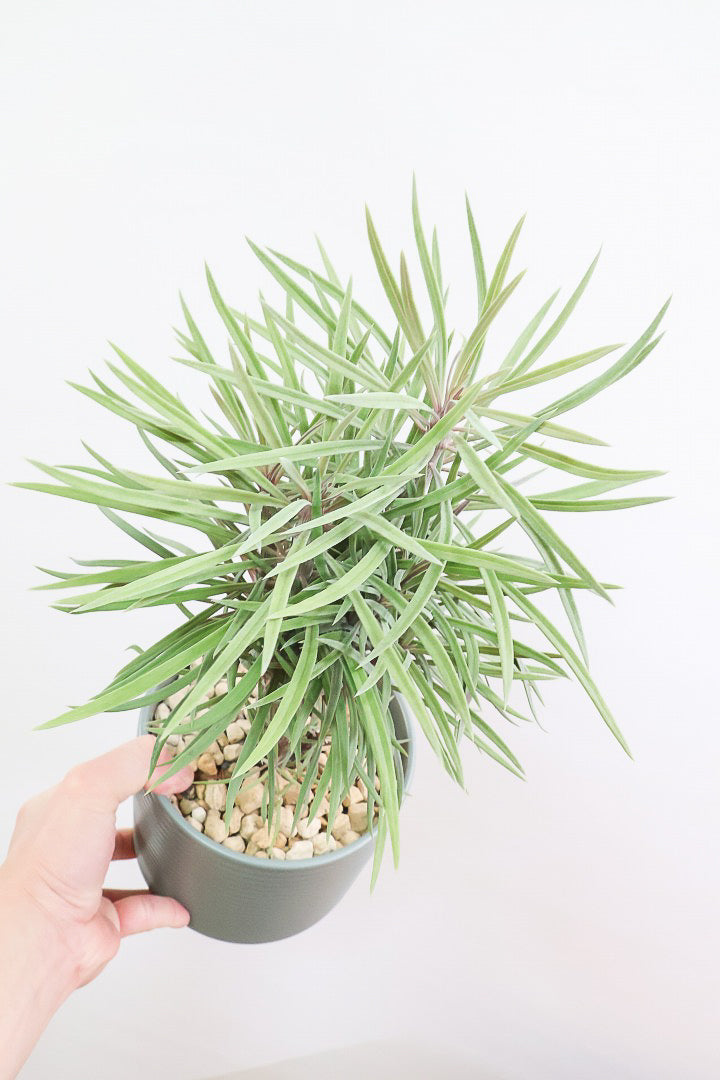 【モンキーツリー】ボリュームのあるサイズ！幸せが訪れる言い伝えがあります♪茨城県のモンキーツリーの生産者さんの選りすぐりの個体です！