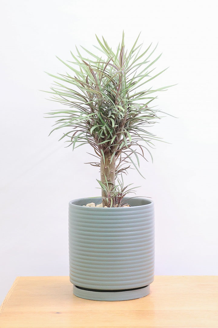 【モンキーツリー】ボリュームのあるサイズ！幸せが訪れる言い伝えがあります♪茨城県のモンキーツリーの生産者さんの選りすぐりの個体です！