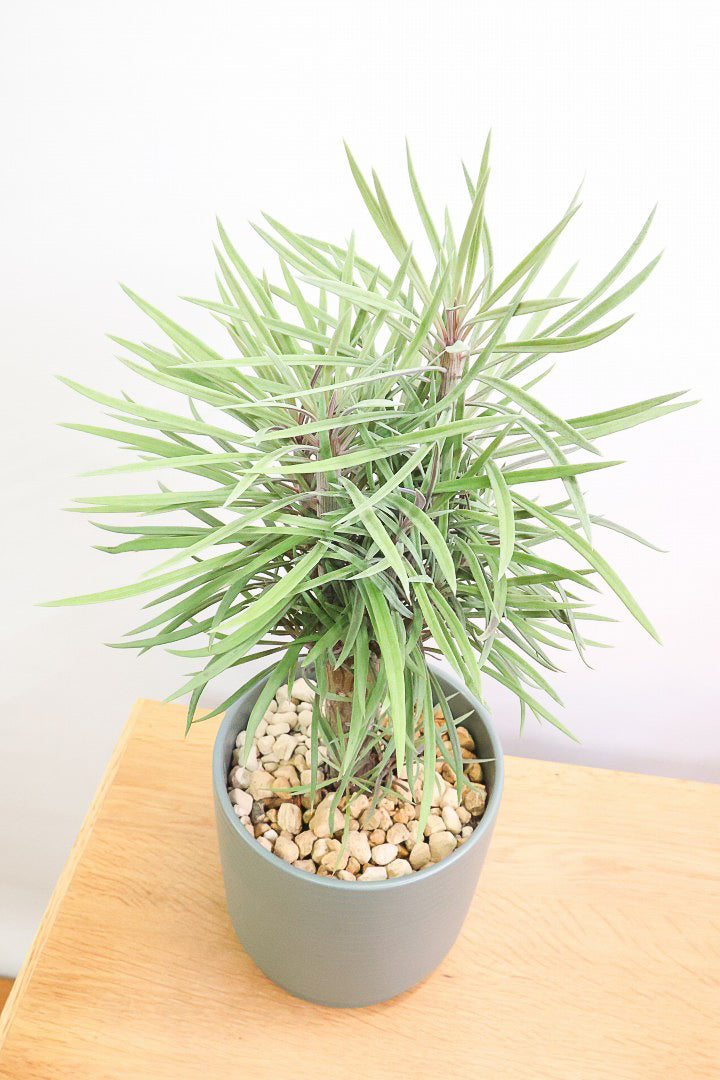 【モンキーツリー】ボリュームのあるサイズ！幸せが訪れる言い伝えがあります♪茨城県のモンキーツリーの生産者さんの選りすぐりの個体です！