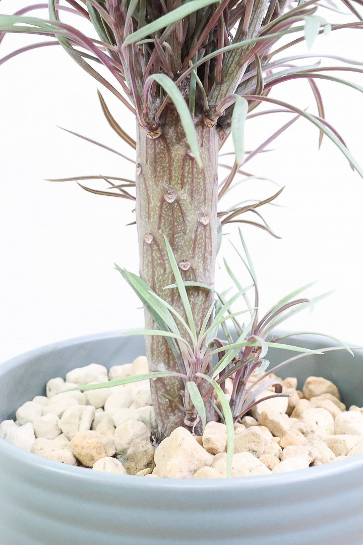 【モンキーツリー】ボリュームのあるサイズ！幸せが訪れる言い伝えがあります♪茨城県のモンキーツリーの生産者さんの選りすぐりの個体です！