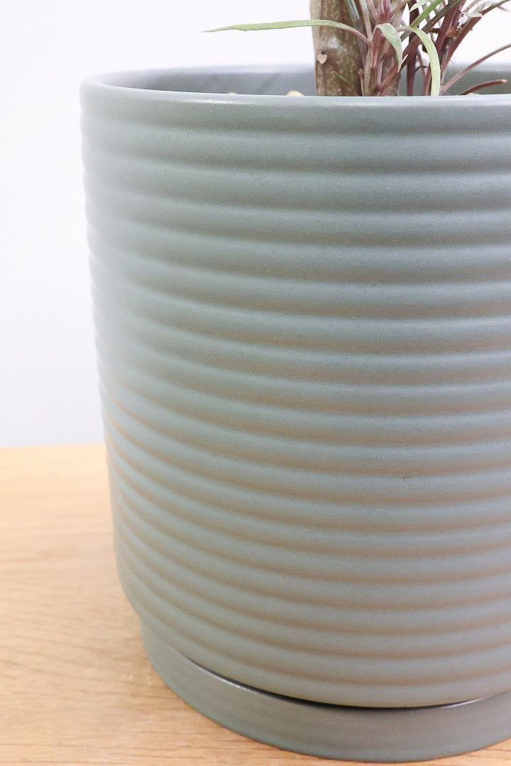 【モンキーツリー】ボリュームのあるサイズ！幸せが訪れる言い伝えがあります♪茨城県のモンキーツリーの生産者さんの選りすぐりの個体です！