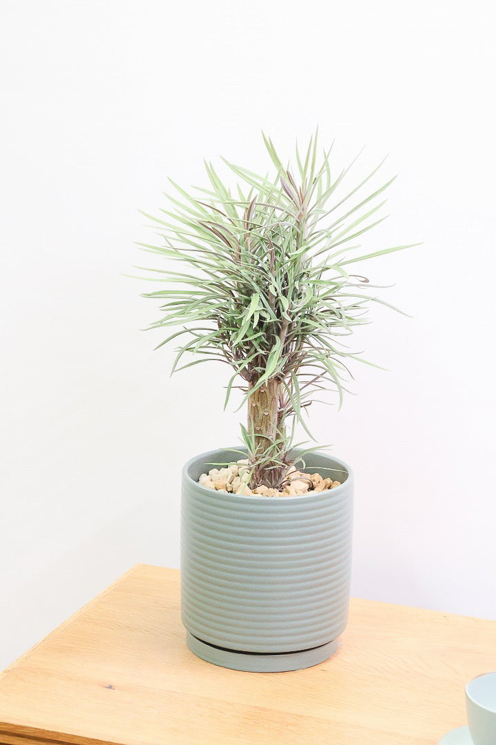 【モンキーツリー】ボリュームのあるサイズ！幸せが訪れる言い伝えがあります♪茨城県のモンキーツリーの生産者さんの選りすぐりの個体です！