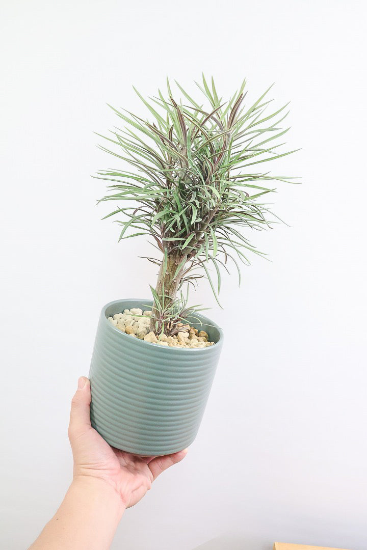 【モンキーツリー】ボリュームのあるサイズ！幸せが訪れる言い伝えがあります♪茨城県のモンキーツリーの生産者さんの選りすぐりの個体です！