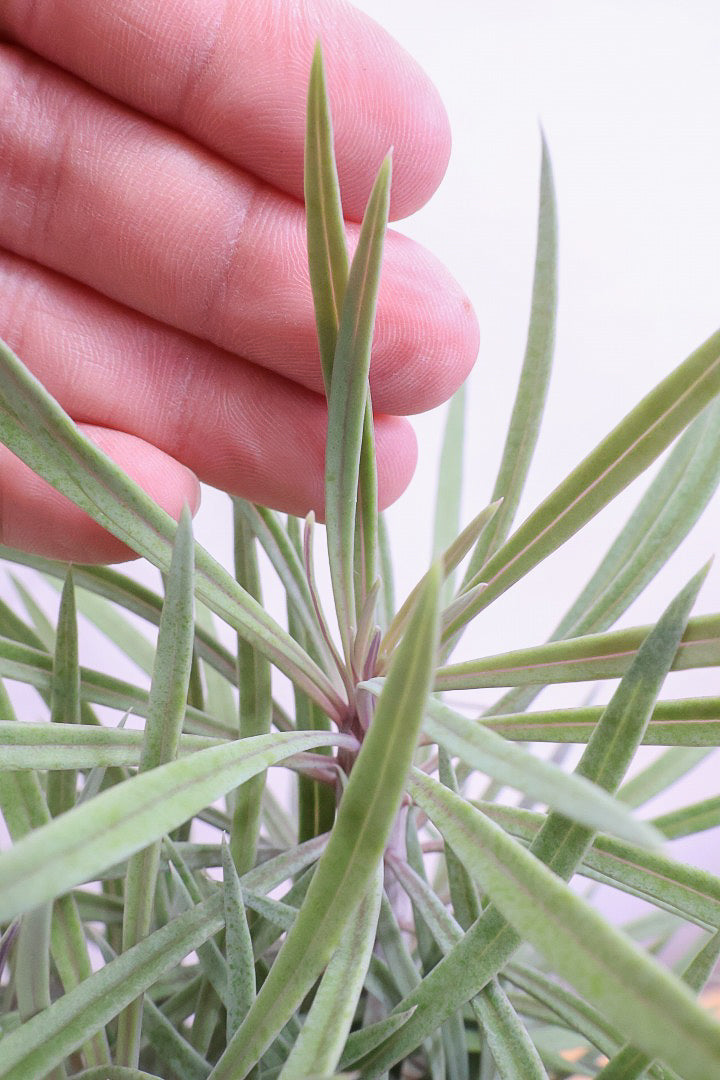 【モンキーツリー】ボリュームのあるサイズ！幸せが訪れる言い伝えがあります♪茨城県のモンキーツリーの生産者さんの選りすぐりの個体です！