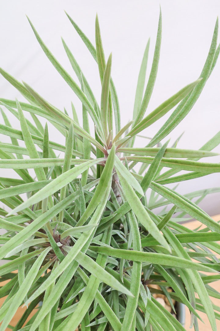 【モンキーツリー】ボリュームのあるサイズ！幸せが訪れる言い伝えがあります♪茨城県のモンキーツリーの生産者さんの選りすぐりの個体です！