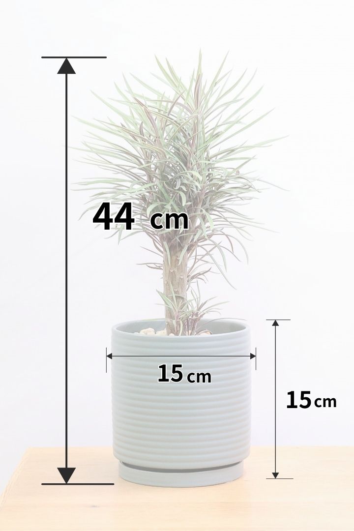 【モンキーツリー】ボリュームのあるサイズ！幸せが訪れる言い伝えがあります♪茨城県のモンキーツリーの生産者さんの選りすぐりの個体です！