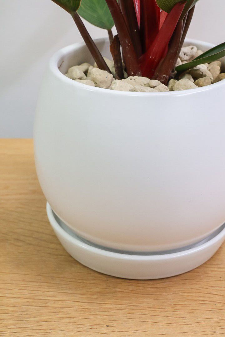 【フィロデンドロン ピンクバーキン】かわいいミニサイズです！葉色が美しくバランスが良い感じですのでぜひご検討ください！