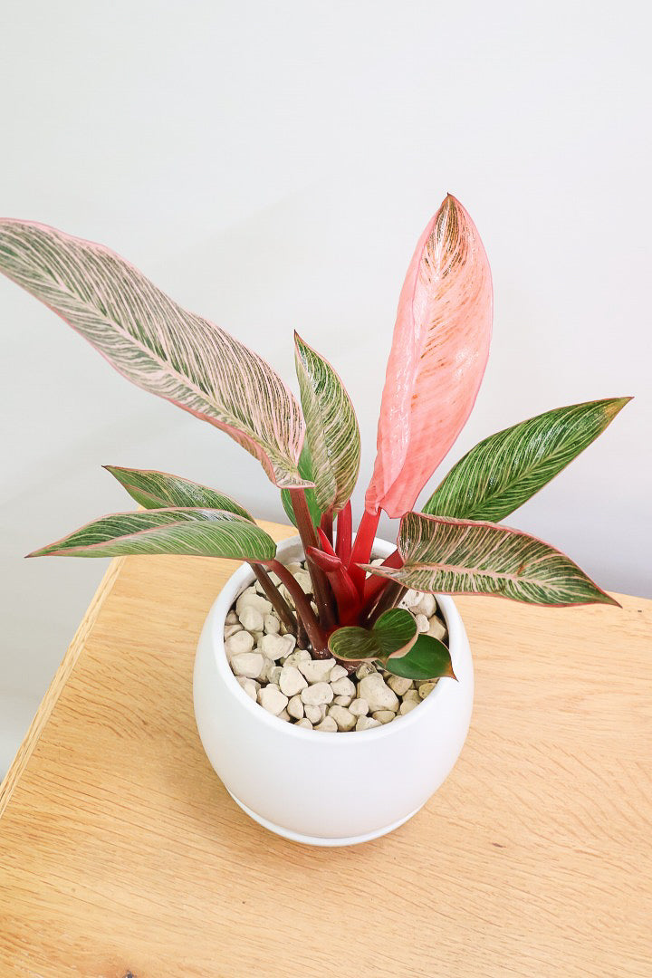 【フィロデンドロン ピンクバーキン】かわいいミニサイズです！葉色が美しくバランスが良い感じですのでぜひご検討ください！