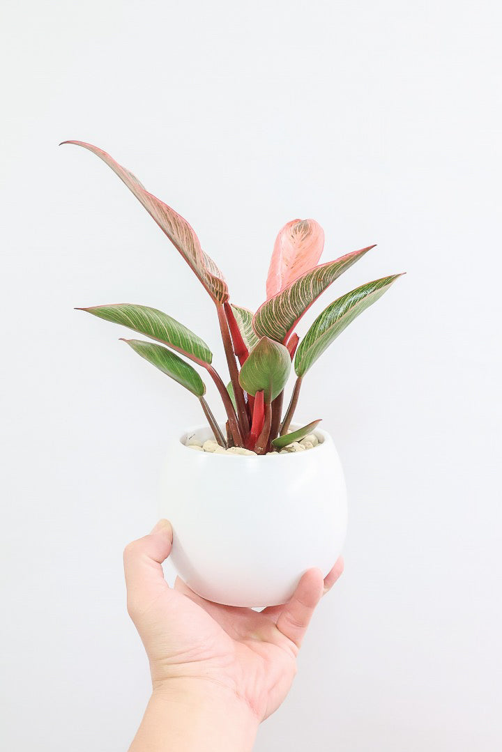 【フィロデンドロン ピンクバーキン】かわいいミニサイズです！葉色が美しくバランスが良い感じですのでぜひご検討ください！