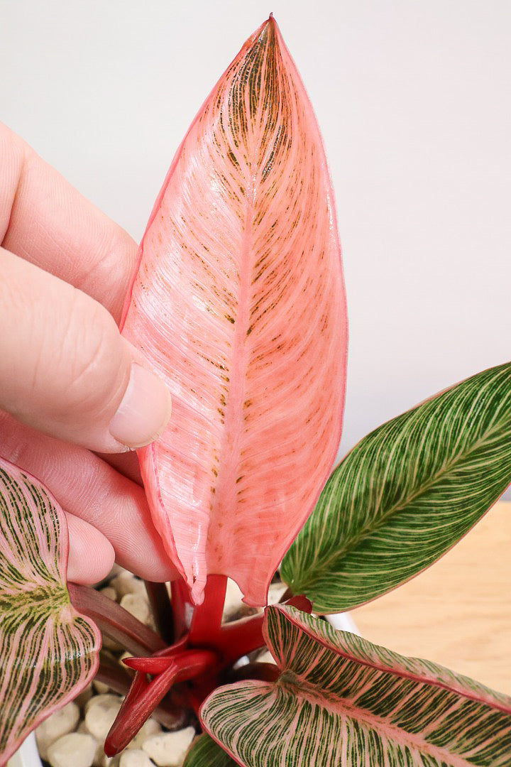 【フィロデンドロン ピンクバーキン】かわいいミニサイズです！葉色が美しくバランスが良い感じですのでぜひご検討ください！