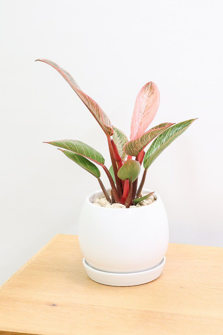 【フィロデンドロン ピンクバーキン】かわいいミニサイズです！葉色が美しくバランスが良い感じですのでぜひご検討ください！