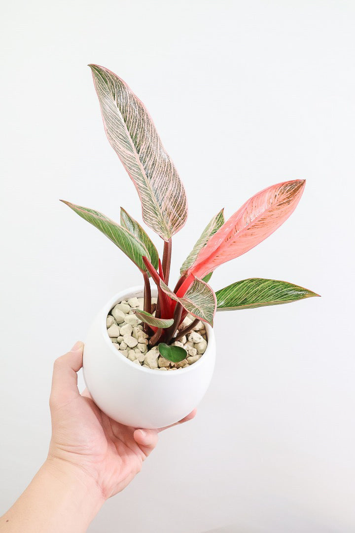 【フィロデンドロン ピンクバーキン】かわいいミニサイズです！葉色が美しくバランスが良い感じですのでぜひご検討ください！