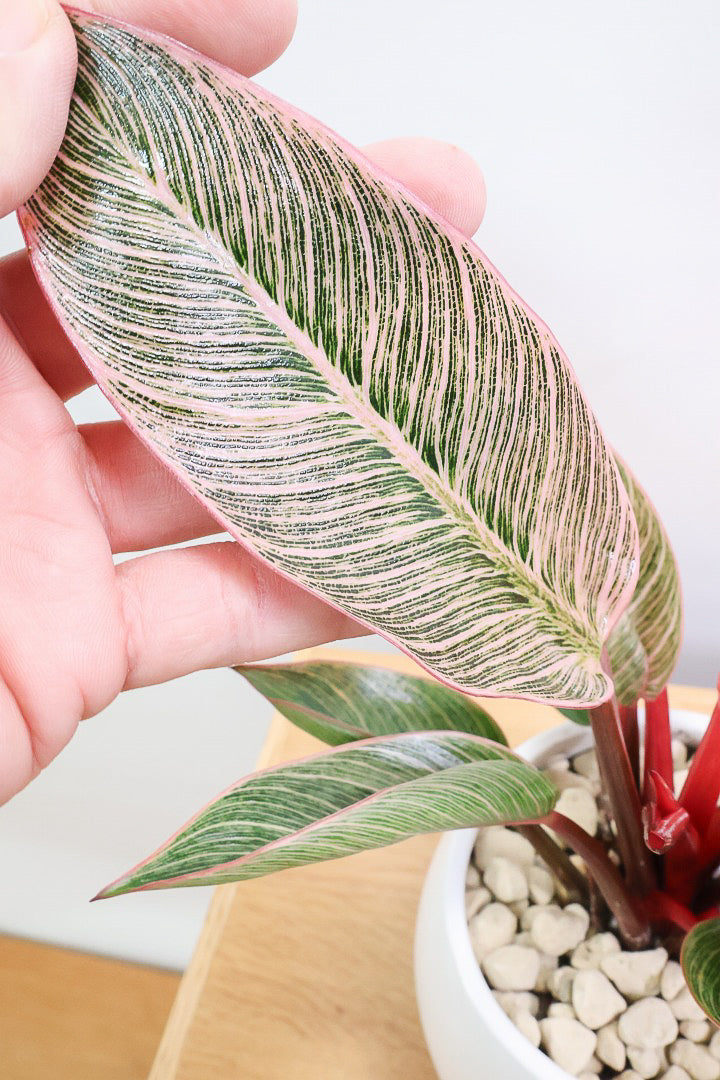 【フィロデンドロン ピンクバーキン】かわいいミニサイズです！葉色が美しくバランスが良い感じですのでぜひご検討ください！