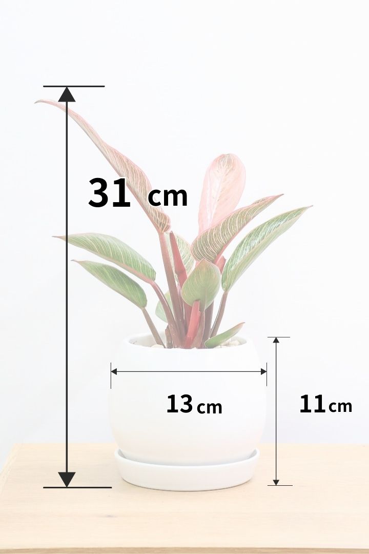 【フィロデンドロン ピンクバーキン】かわいいミニサイズです！葉色が美しくバランスが良い感じですのでぜひご検討ください！