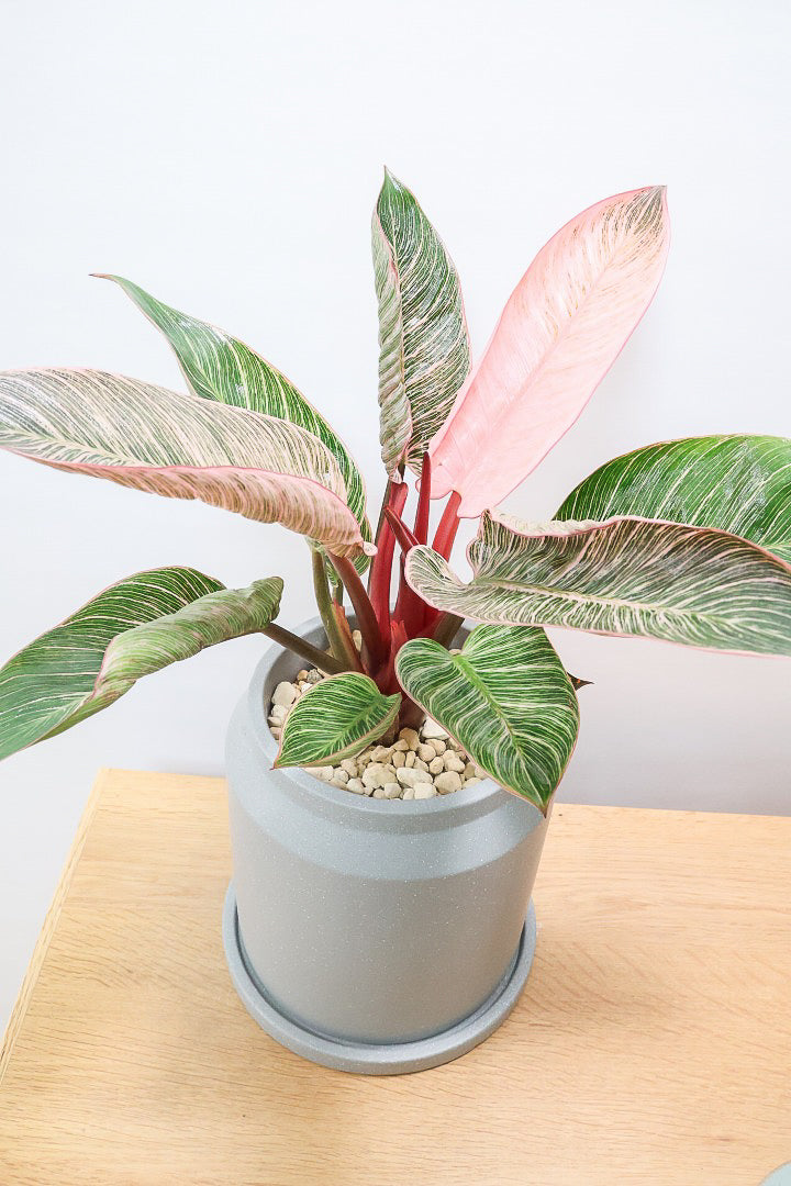 フィロデンドロン ピンクバーキンCO61058| 観葉植物の通信販売 | APEGO