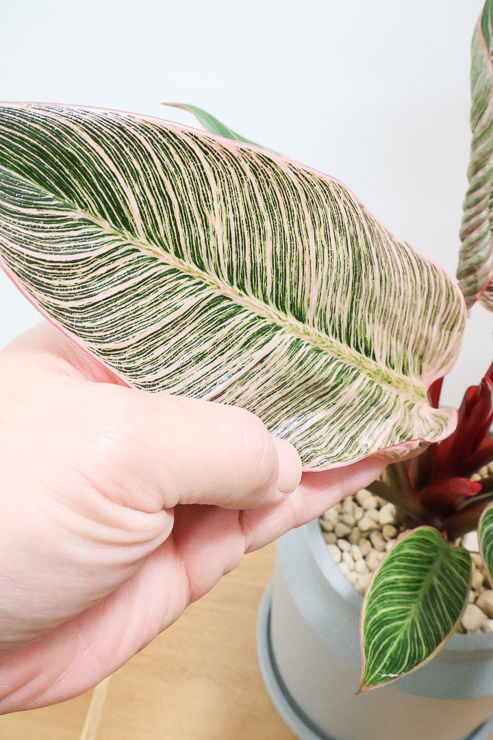 フィロデンドロン ピンクバーキンCO61058| 観葉植物の通信販売 | APEGO