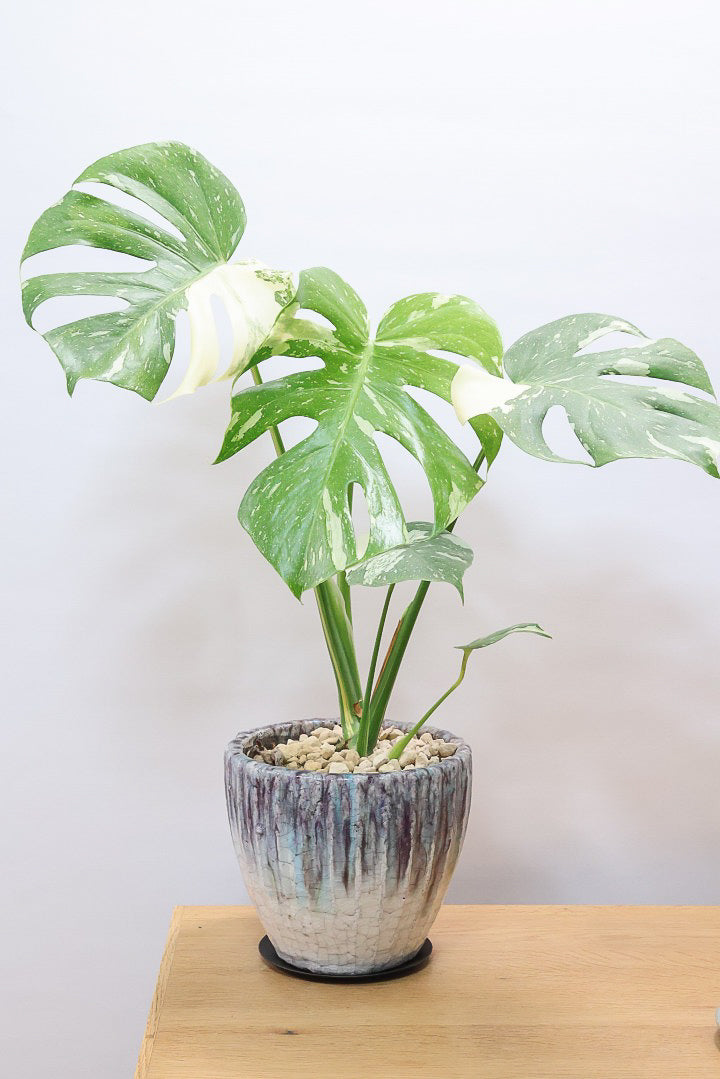 【モンステラ タイコンステレーション】ラスト１鉢です！タイコンらしいし美しい散斑！今回の斑はとても良いと思います！大き目の葉なので存在感がありますよ！