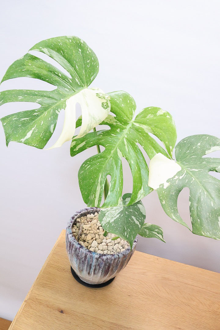 【モンステラ タイコンステレーション】ラスト１鉢です！タイコンらしいし美しい散斑！今回の斑はとても良いと思います！大き目の葉なので存在感がありますよ！