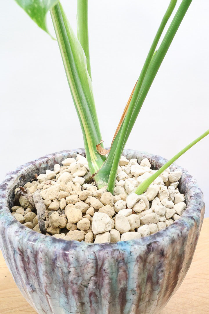 【モンステラ タイコンステレーション】ラスト１鉢です！タイコンらしいし美しい散斑！今回の斑はとても良いと思います！大き目の葉なので存在感がありますよ！