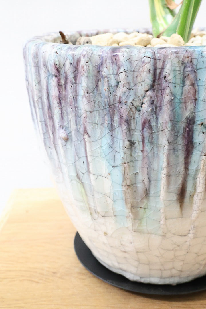 【モンステラ タイコンステレーション】ラスト１鉢です！タイコンらしいし美しい散斑！今回の斑はとても良いと思います！大き目の葉なので存在感がありますよ！