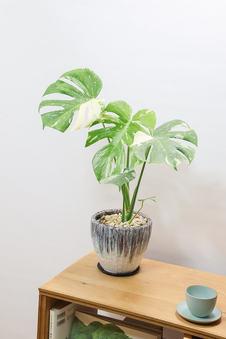 【モンステラ タイコンステレーション】ラスト１鉢です！タイコンらしいし美しい散斑！今回の斑はとても良いと思います！大き目の葉なので存在感がありますよ！