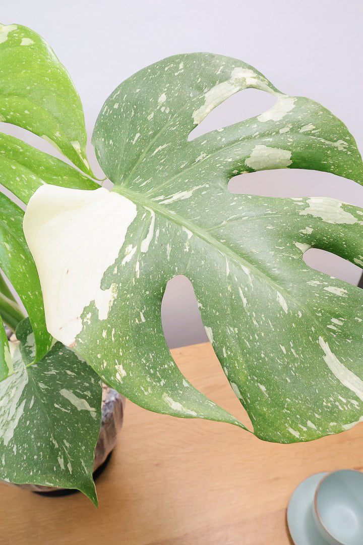 【モンステラ タイコンステレーション】ラスト１鉢です！タイコンらしいし美しい散斑！今回の斑はとても良いと思います！大き目の葉なので存在感がありますよ！