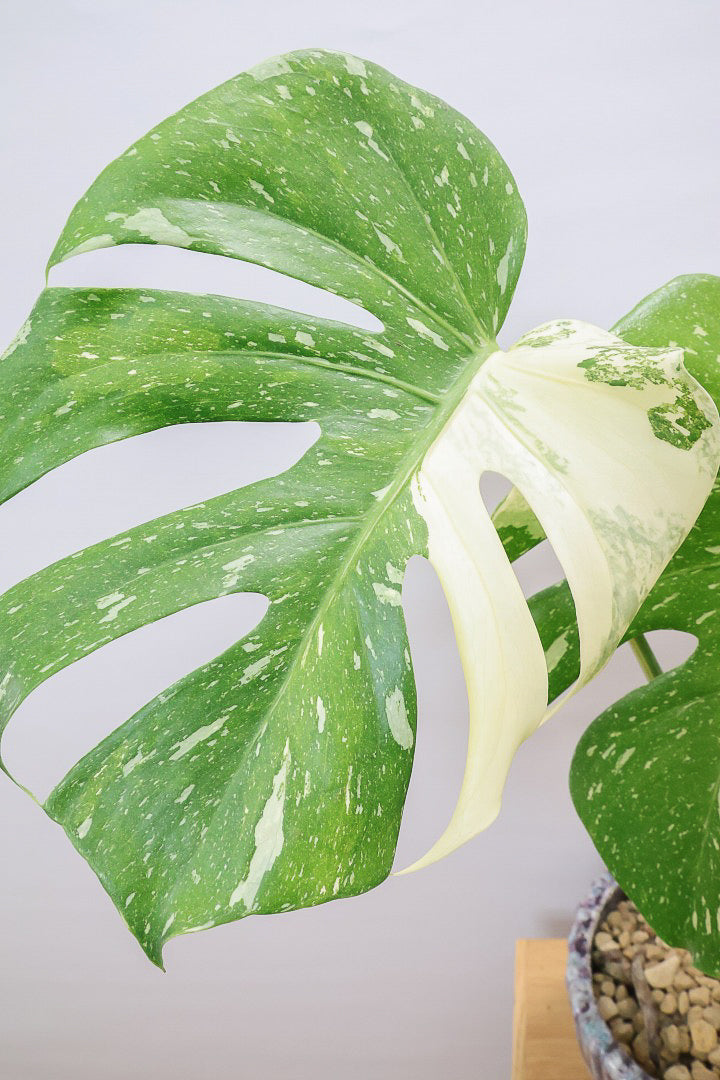 【モンステラ タイコンステレーション】ラスト１鉢です！タイコンらしいし美しい散斑！今回の斑はとても良いと思います！大き目の葉なので存在感がありますよ！