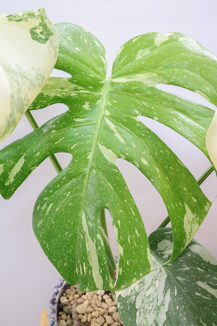 【モンステラ タイコンステレーション】ラスト１鉢です！タイコンらしいし美しい散斑！今回の斑はとても良いと思います！大き目の葉なので存在感がありますよ！