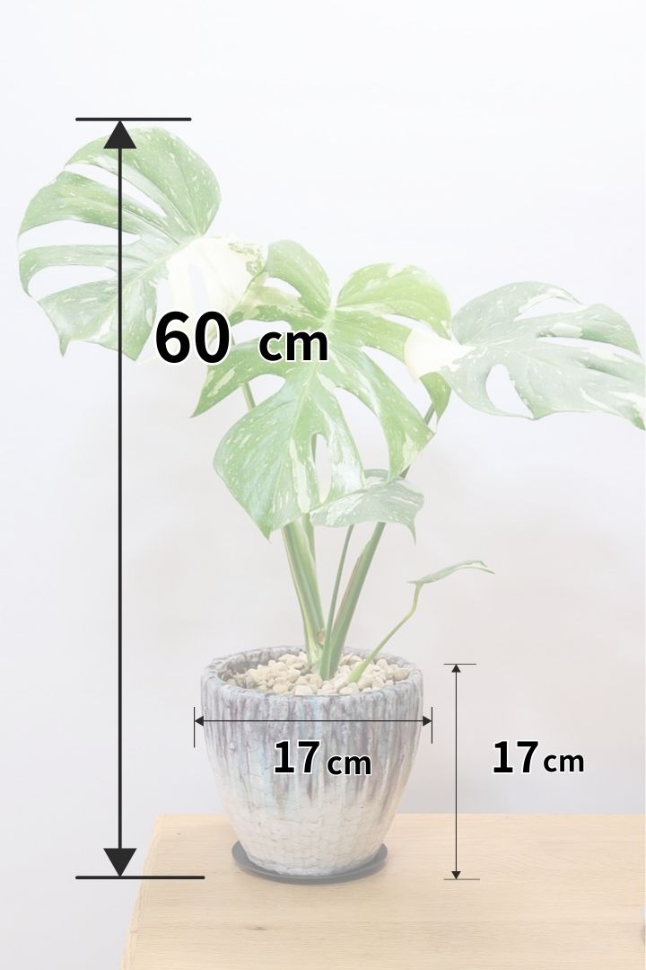 【モンステラ タイコンステレーション】ラスト１鉢です！タイコンらしいし美しい散斑！今回の斑はとても良いと思います！大き目の葉なので存在感がありますよ！