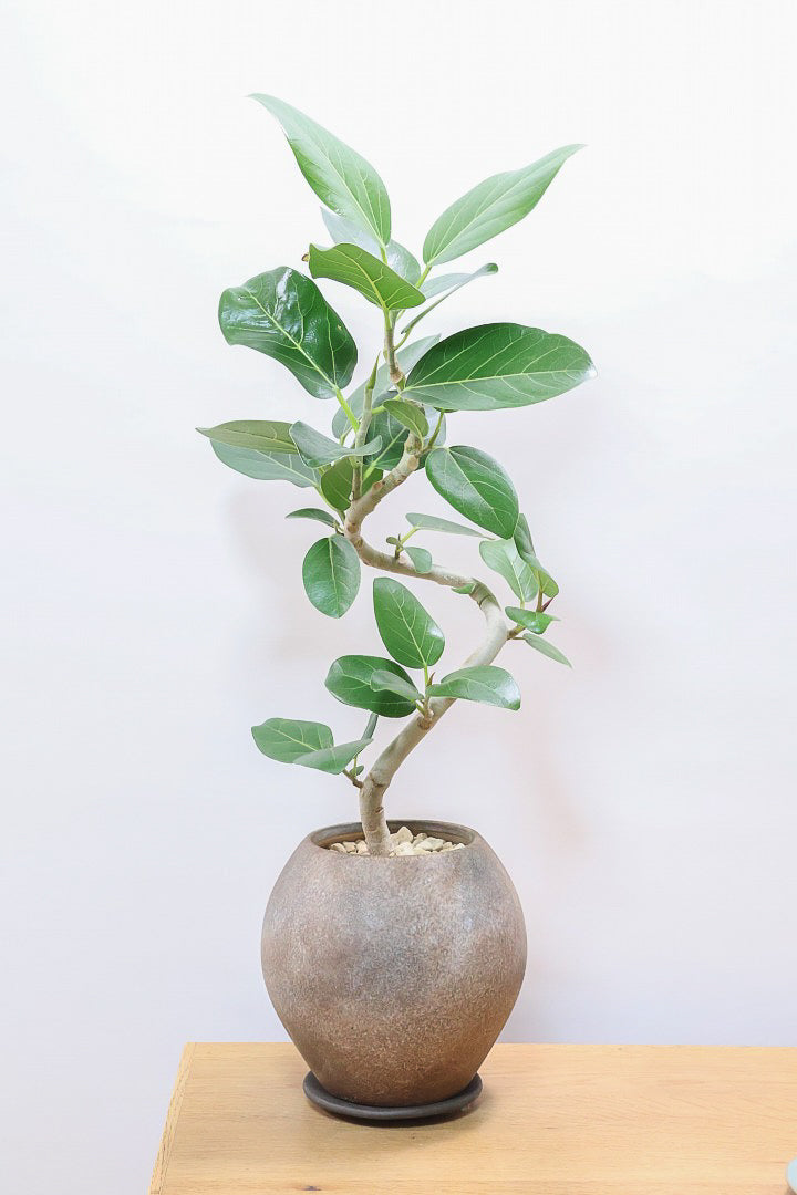 【ベンガレンシス】よくまとまったきれいな樹形！幹のカーブも素晴らしい仕上がりですので、ぜひともご検討ください！