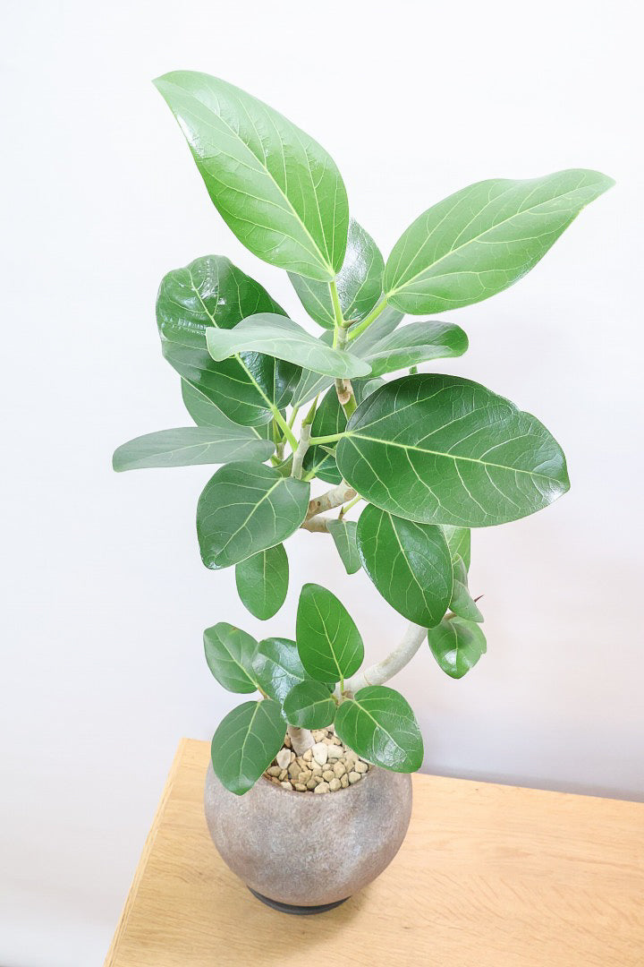 【ベンガレンシス】よくまとまったきれいな樹形！幹のカーブも素晴らしい仕上がりですので、ぜひともご検討ください！