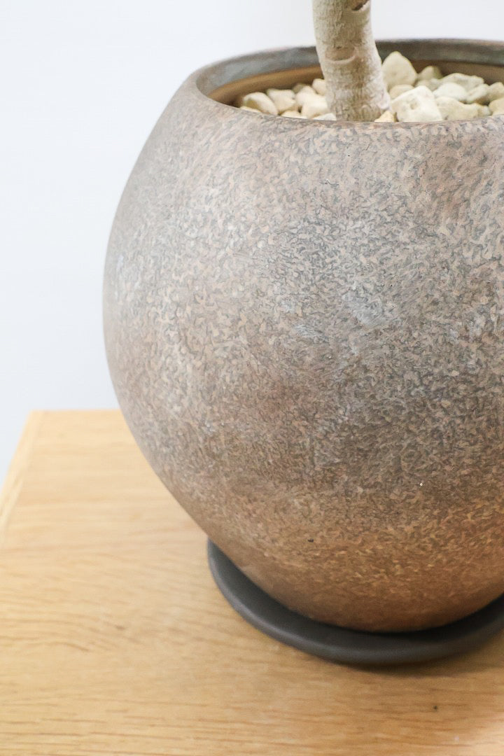 【ベンガレンシス】よくまとまったきれいな樹形！幹のカーブも素晴らしい仕上がりですので、ぜひともご検討ください！