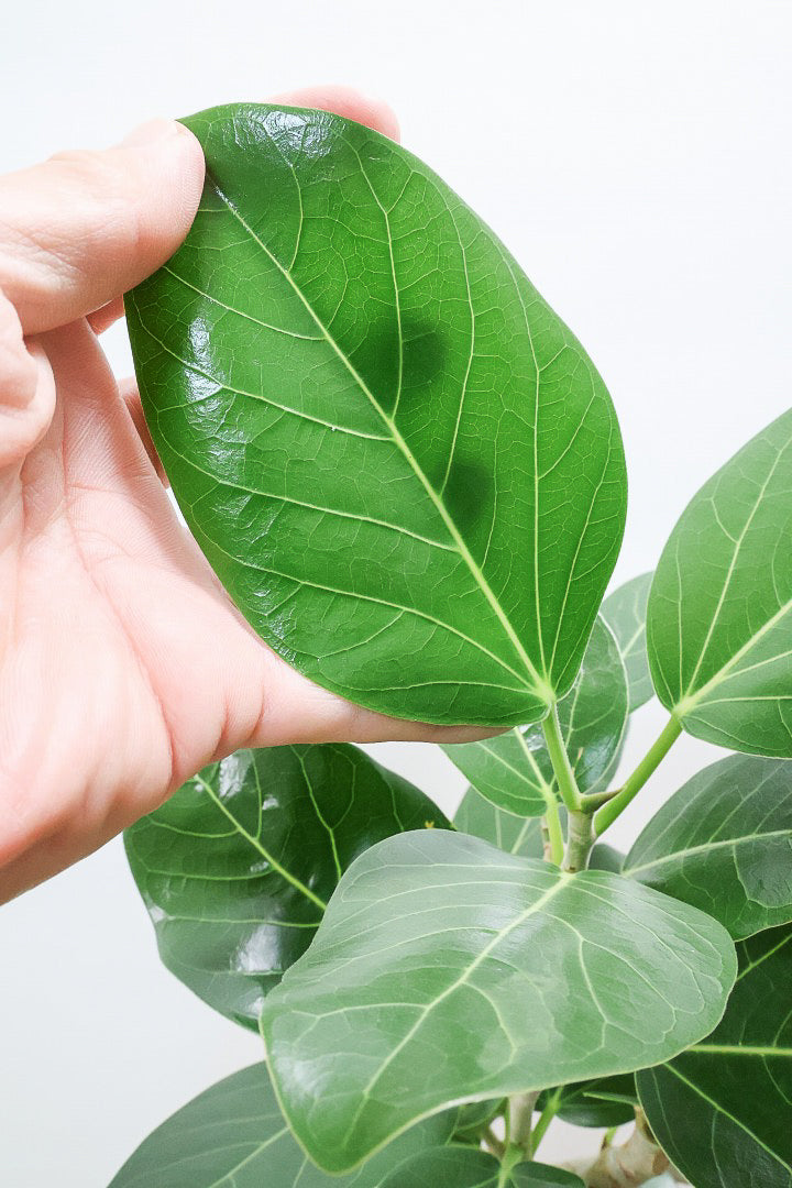 【ベンガレンシス】よくまとまったきれいな樹形！幹のカーブも素晴らしい仕上がりですので、ぜひともご検討ください！