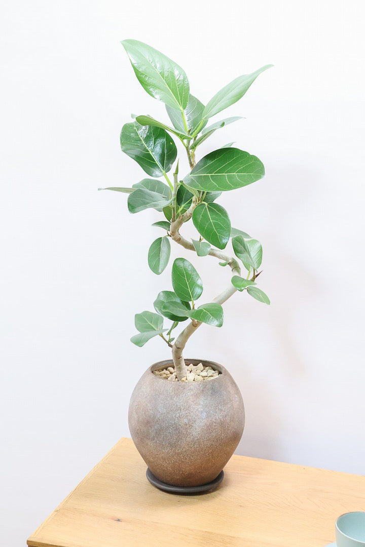 【ベンガレンシス】よくまとまったきれいな樹形！幹のカーブも素晴らしい仕上がりですので、ぜひともご検討ください！