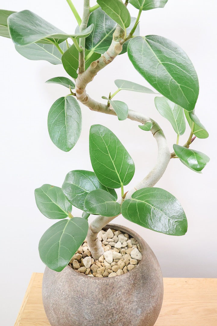 【ベンガレンシス】よくまとまったきれいな樹形！幹のカーブも素晴らしい仕上がりですので、ぜひともご検討ください！