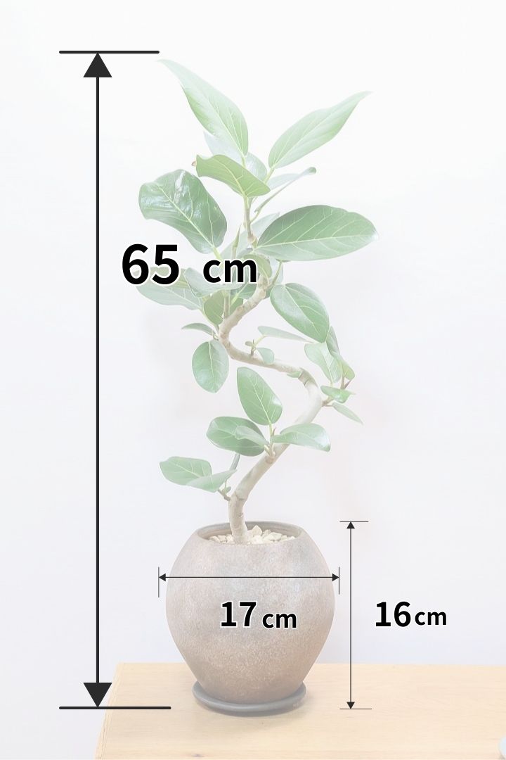 【ベンガレンシス】よくまとまったきれいな樹形！幹のカーブも素晴らしい仕上がりですので、ぜひともご検討ください！